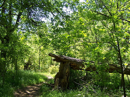 bosc, trencat, tempesta, arbre, caigut, Camí, naturalesa, tronc, escènic, natural, planta, terra, color verd, creixement, tranquil·litat, material de fusta, cap gent, dia, bellesa a la natura, escena tranquil·la, a l'aire lliure, escena no urbana, arquitectura, paisatge, escenics - natura, estructura construïda, verd, 1080P, CC0, domini públic, lliure de regalies