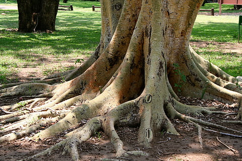 fever, tree, roots, trunk, tree trunk, plant, growth, root, nature, land, day, no people, tranquility, forest, beauty in nature, plant part, outdoors, park, field, sunlight, tranquil scene, branch, 2K, CC0, public domain, royalty free