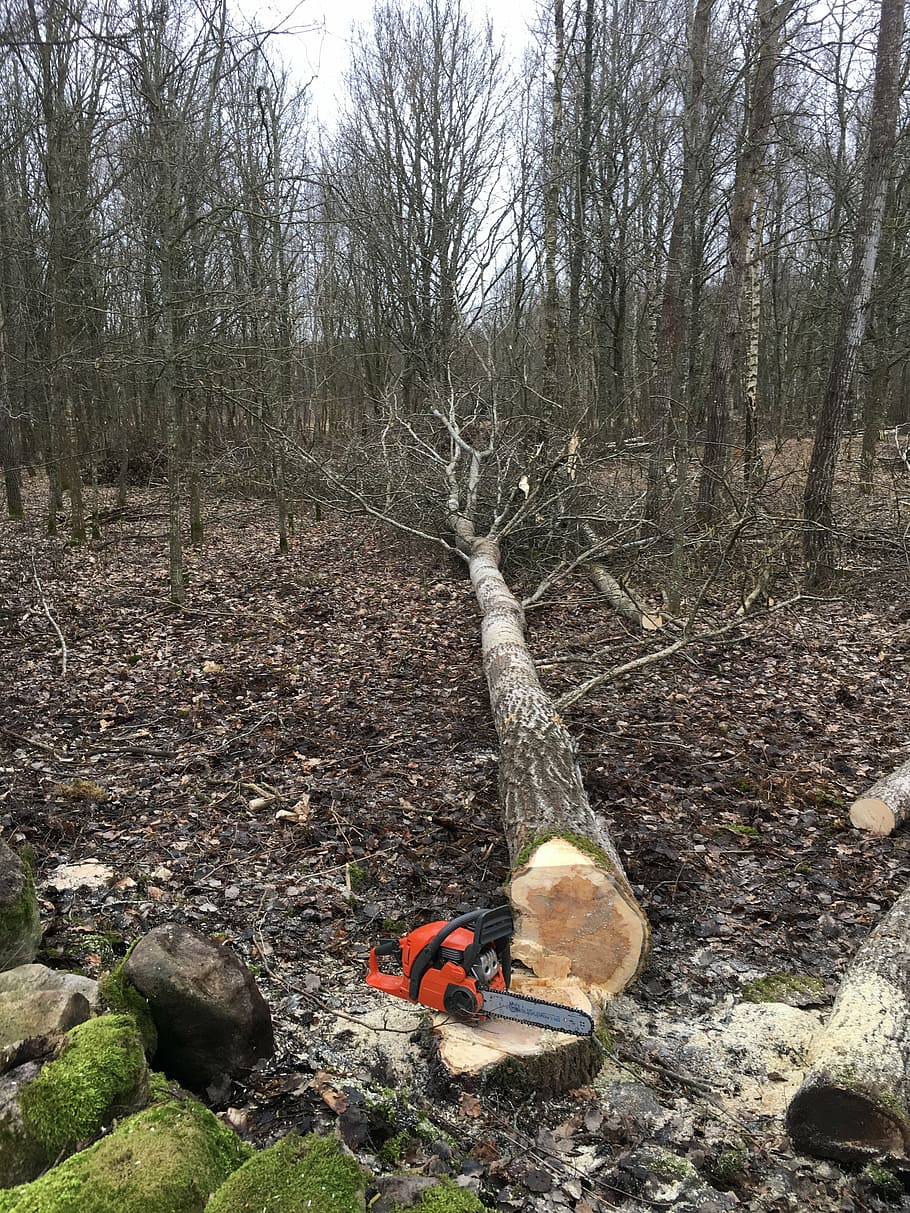 abbattimento di alberi, motosega, registrazione, foresta, solo un uomo, giorno, solo adulti, una persona, escursioni a piedi, all'aperto, adulto, natura, albero, terra, pianta, albero nudo, tronco d'albero, tronco, la tranquillità, nessuno, campo, legno - materiale, solido, scena non urbana, bellezza nella natura, scena tranquilla, ambiente, bosco, 4K