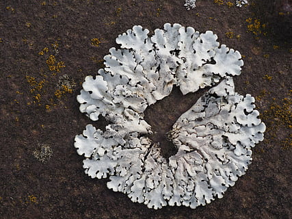 lichen, hvid, rust, hvid farve, ingen mennesker, høj vinkel visning, direkte over, tæt på, natur, dag, plante, friskhed, bord, skønhed i naturen, træ - materiale, stilleben, indendørs, vækst, mad, jord, sårbarhed, mad og drikke, 4K, CC0, offentligt domæne, royaltyfrie