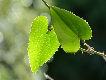 leaf, sarsaparilla, translucent, plant part, green color, close-up, plant, nature, focus on foreground, growth, no people, day, beauty in nature, outdoors, selective focus, tree, freshness, fruit, vulnerability, land, fragility, twig, clover, 4K, CC0, public domain, royalty free