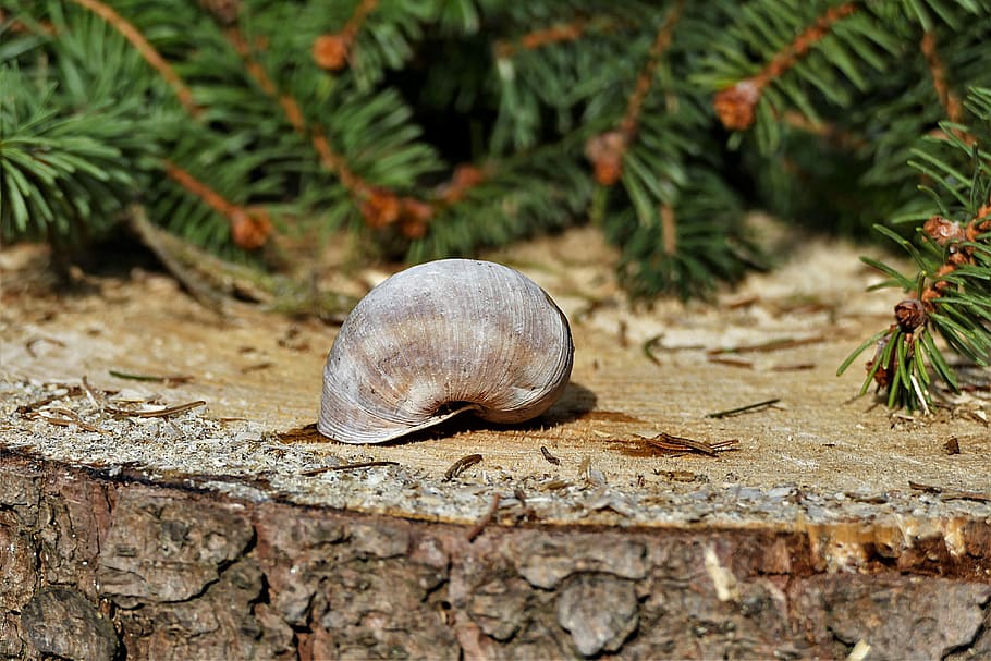 grau, Schnecke, braun, Holz, Gras, Schale, schließen, Log, Stöcke, abgesägt, Baumrinde, Wald, Tier, Tierwelt, Tierthemen, Tierhülle, Tiere in freier Wildbahn, ein Tier, Natur, keine Leute, Tag, Nahansicht, Baum, Weichtier, Land, draußen, Pflanze, Fokus auf den Vordergrund, wirbellos, selektiver Fokus, Schildkröte, 5K