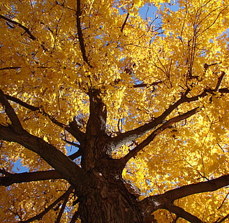 arbre, Cercar, sòl, daurat, fulles, caure, estacional, naturalesa, planta, tardor, canvi, vista d’angle baix, branca, bellesa a la natura, creixement, tronc de l'arbre, groc, tronc, part de la planta, cap gent, full, dia, marc complet, fons, color taronja, tranquil·litat, a l'aire lliure, copa de l'arbre, condició natural, col·lecció de tardor, fulla d'auró, directament a sota, 2K, CC0, domini públic, lliure de regalies