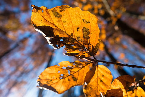 foglia, faggio, foresta, autunno, albero deciduo, albero, natura, le foglie, colorato, sole, macro, parte vegetale, all'aperto, avvicinamento, modificare, asciutto, pianta, giorno, giallo, nessuno, bellezza nella natura, vena fogliare, concentrarsi sulle conoscenze acquisite, vulnerabilità, fragilità, colore arancione, foglia di acero, collezione autunnale, condizione naturale, 5K, CC0, dominio pubblico, privo di copyright