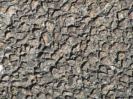 roccioso, ruvido, struttura, sfondo, sentiero, marciapiede, sfondi, fotogramma intero, strutturato, modello, nessuno, tronco, tronco d'albero, albero, avvicinamento, giorno, corteccia vegetale, natura, abbaiare, all'aperto, pianta, modello naturale, Marrone, legno - materiale, screpolato, effetto strutturato, 1080P, CC0, dominio pubblico, privo di copyright