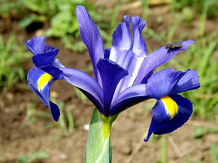 iris, bloem, iris pseudacorus, paars, bloeiende plant, breekbaarheid, kwetsbaarheid, Purper, bloemblad, versheid, schoonheid in de natuur, fabriek, detailopname, bloeiwijze, bloemhoofd, groei, focus op de voorgrond, blauw, natuur, geen mensen, iris - plant, dag, 4K, CC0, publiek domein, royaltyvrij