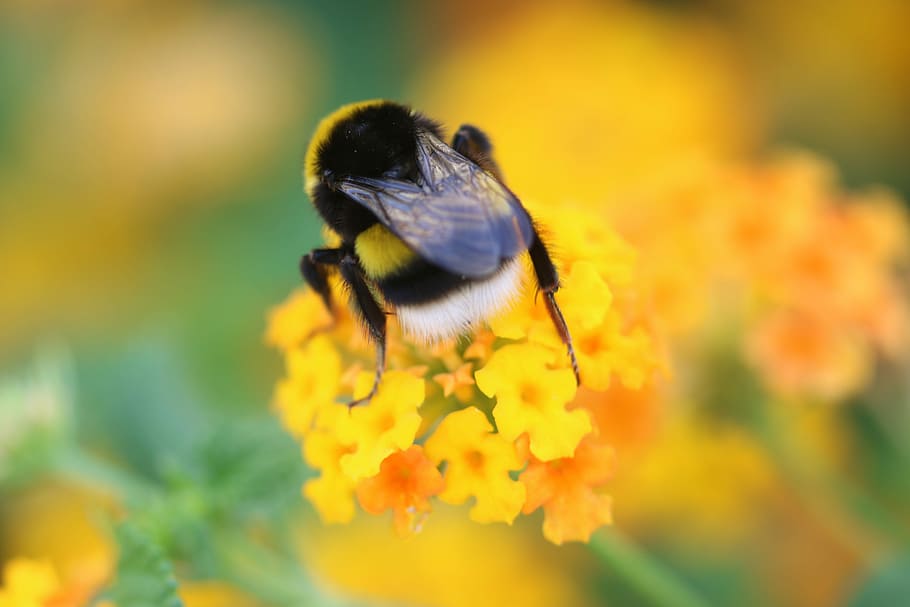 Biene, Blume, Frühlingsgrün, Makro, Frühling, Grün, Natur, Pflanze, Garten, ein Tier, Tiere in freier Wildbahn, Insekt, Tierthemen, Tierwelt, blühende Pflanze, Tier, wirbellos, Schönheit in der Natur, Zerbrechlichkeit, Frische, Verletzlichkeit, Nahansicht, Gelb, Blütenblatt, Blütenkopf, Wachstum, Bestäubung, keine Leute, draußen, Hummel, 5K