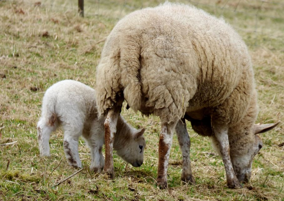 Schaf, Lamm, Browser, Natur, Bauernhof, Landwirtschaft, Vieh, Tier, wolle, ländliche Szene, Schafherde, Mutterschaf, Gras, Säugetier, Jungtier, weiden, Weide, draußen, Wiese, Feld, keine Leute, Tierthemen, Tag, Haustiere, Gruppe von Tieren, inländisch, Land, Pflanze, Wirbeltier, Tierfamilie, pflanzenfressend, 4K
