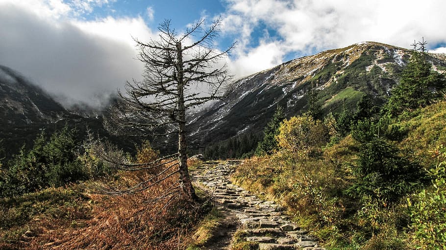 boom, dood, natuur, hemel, droog, landschap, milieu, bergen, wolken, vallei, berg-, Vakantiebestemmingen, buitenshuis, bergketen, wolk - lucht, reizen, bergtop, schoonheid in de natuur, geen mensen, voetpad, fabriek, scenics - natuur, kalmte, rustige scène, niet-stedelijke scène, Bos, land-, dag, groei, de weg vooruit, naaldboom, spoor, 4K