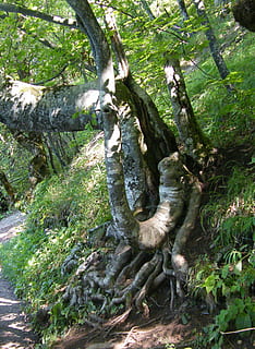 trerot, tre, forankret, anlegg, natur, stamme, trestamme, dag, vekst, gren, ingen folk, skog, dyr, grønn farge, utendørs, dyre temaer, land, høy vinkel visning, full lengde, skjønnhet i naturen, plante del, dyreliv, 2K, CC0, offentlig domene, opphavsrett gratis