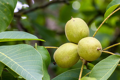 écrou, des noisettes, noyer, coquille, triplés, feuille, partie de la plante, fruit, alimentation saine, aliments, Nourriture et boisson, couleur verte, plante, croissance, fraîcheur, se concentrer sur le premier plan, fermer, arbre, bien-être, personne, journée, la nature, en plein air, branche, beauté dans la nature, 4K, CC0, domaine public, libre de droits