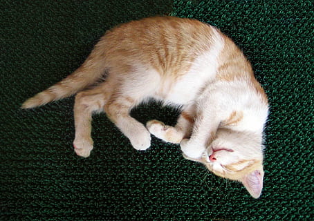 kedi, erkek kedi, kedi yavrusu, civciv, uyur, dayanma, küçük, sevimli, yerli, Evcil Hayvanlar, memeli, ev kedisi, hayvan, hayvan temaları, gevşeme, bir hayvan, uyuyor, omurgalı, yüksek açılı görünüş, Gözler kapalı, uzanmak, insansız, halı - dekor, mat, kedi bıyığı, zencefil kedi, 1080P, CC0, kamu malı, telif ücretsiz