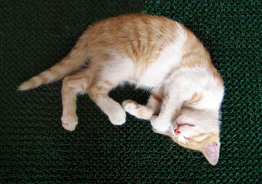 gat, tomcat, gatet, pollet, dorm, descans, poc, bonic, nacional, mascotes, animals domèstics, mamífer, gat domèstic, animal, temes d'animals, felí, relaxació, un animal, dorment, vertebrats, vista d’angle alt, ulls tancats, estirat, cap gent, catifa - decoració, estora, bigotis, gat de gingebre, 1080P