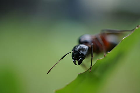 ant, zondas, galva, Uždaryti, vabzdys, makro, pobūdį, gyvūnas, Iš arti, bestuburiai, gyvūnų gyvūnija, gyvūnų temos, gyvūnams, vienas gyvūnas, atrankinis dėmesys, augalų dalis, žalia spalva, lapai, sutelkti dėmesį į naujas žinias, augalų, dieną, nėra žmonių, juoda spalva, gyvūnų kūno dalis, zoologija, lauke, 5K, CC0, Viešasis domenas, nemokamai