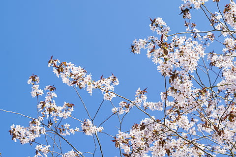 Sakura, Kirschbaum, Kirsche, Baum, Frühling, Blume, Natur, Rosa, Ast, Blühen, Blumen-, Garten, japanisch, Japan, Jahreszeit, blühend, Blütenblatt, orientalisch, Blau, Himmel, Tag, Flachwinkelansicht, Zerbrechlichkeit, Wachstum, blühende Pflanze, Pflanze, Schönheit in der Natur, Frische, Verletzlichkeit, klarer Himmel, keine Leute, Zweig, Kirschblüte, pinke Farbe, draußen, Blütenkopf, 5K, CC0, gemeinfrei, lizenzfrei