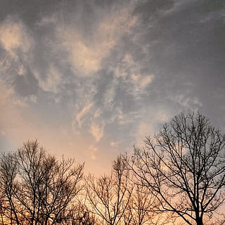 alberi, cielo, natura, nuvole, albero, albero nudo, nuvola - cielo, bellezza nella natura, nessuno, Inquadratura dal basso, pianta, la tranquillità, ramo, tramonto, scenics - natura, silhouette, crepuscolo, scena tranquilla, all'aperto, ambiente, colore arancione, cima dell'albero, luminosa, 1080P, CC0, dominio pubblico, privo di copyright