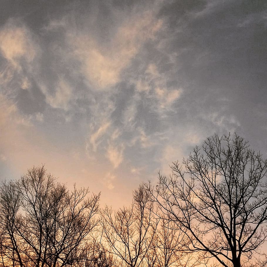 alberi, cielo, natura, nuvole, albero, albero nudo, nuvola - cielo, bellezza nella natura, nessuno, Inquadratura dal basso, pianta, la tranquillità, ramo, tramonto, scenics - natura, silhouette, crepuscolo, scena tranquilla, all'aperto, ambiente, colore arancione, cima dell'albero, luminosa, 1080P