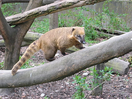 Coati, creatură, prădător, urs, animal, grădină zoologică, a urca, animale sălbatice, animale în sălbăticie, un animal, copac, mamifer, animale vertebrate, plantă, nici o persoana, pădure, natură, zi, ramură, teren, în aer liber, lemn - material, arhiepiscop, 1080P, CC0, domeniu public, fără drepturi de autor