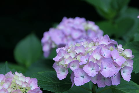 hortensia, lilla, juni, blomst, natur, ingen mennesker, plante, udendørs, blomstrende plante, friskhed, sårbarhed, kronblad, skrøbelighed, skønhed i naturen, tæt på, blomsterhoved, lyserød farve, blomsterstand, vækst, blad, plante del, fokus på forgrunden, forår, blødhed, flok blomster, 4K, CC0, offentligt domæne, royaltyfrie