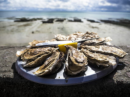 getrocknet, Auster, Teller, Meer, Wasser, Strand, Land, Natur, Tag, Fokus auf den Vordergrund, keine Leute, Essen und Trinken, Sand, Himmel, Lebensmittel, Nahansicht, draußen, wolke - himmel, Meeresfrüchte, Ruhe, Frische, gesundes Essen, 4K, CC0, gemeinfrei, lizenzfrei
