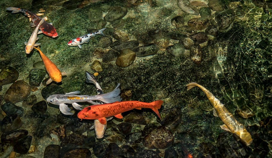 skole, orange, hvid, Brun, Koi fisk, koi, svømning, Dam, fisk, natur, akvatiske, farverig, ingen mennesker, dyr i naturen, dyre temaer, udendørs, dag, et dyr, hav liv, dyreliv, fuld længde, vand, dyr, hvirveldyr, gruppe af dyr, hav, undervands-, marine, høj vinkel visning, karpe, stor gruppe dyr, koi karpe, undersøiske, fiskeskole, søstjerne, 5K