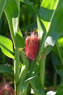 porumb, stylus, piston, verde, Culoarea verde, frunze, roșu, plantă, natură, floare, în aer liber, nici o persoana, creştere, a închide, frumusețe în natură, parte a plantelor, zi, planta cu flori, prospeţime, să se concentreze asupra primelor elemente, vulnerabilitate, fragilitate, botanică, lumina soarelui, cap de floare, 5K, CC0, domeniu public, fără drepturi de autor