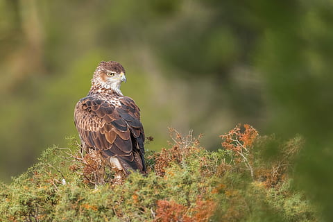 mirada, seçici, odak fotoğrafçılık, kahverengi, kuş, bitki, kartal, şahin, tüyler, ağaç, hayvan yaban hayatı, vahşi hayvanlar, hayvan, yırtıcı kuş, hayvan temaları, omurgalı, bir hayvan, perching, doğa, gün, insansız, ön plana odaklanmak, açık havada, arazi, seçici odak, şahin - kuş, 4K, CC0, kamu malı, telif ücretsiz