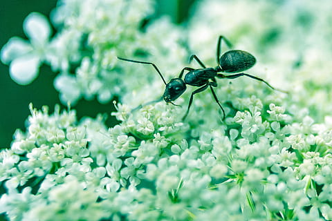 fotografía macro, negro, hormiga, blanco, flores pétalos, selectivo, foto de enfoque, hormiga carpintera, las flores, insecto, macro, gatear, flor, naturaleza, individual, paisaje, invertebrado, planta floreciendo, temas de animales, planta, fauna animal, animal, belleza en la naturaleza, de cerca, un animal, fragilidad, frescura, enfoque selectivo, animales en la naturaleza, nadie, vulnerabilidad, pétalo, cabeza de flor, 2K, CC0, dominio público, libre de derechos