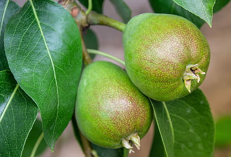 zwei grüne Früchte, Birne, Paar, Obst, Obstbaum, Lebensmittel, Essen, gesund, jung, klein, Blätter, Grün, braun, Sommer-, frisch, köstlich, wachsen, Wachstum, Natur, Landwirtschaft, Garten, bio, Essen und Trinken, gesundes Essen, grüne Farbe, Blatt, Pflanzenteil, Pflanze, Frische, Nahansicht, Baum, Wohlbefinden, keine Leute, Tag, draußen, Fokus auf den Vordergrund, reif, 4K, CC0, gemeinfrei, lizenzfrei