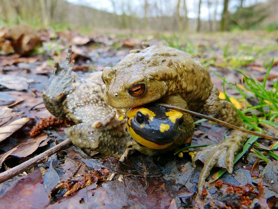 gripau comú, salamandra de foc, temporada d’aparellament, error, problema, animal, temes d'animals, amfibi, vertebrats, fauna animal, un animal, animals a la natura, tortuga, naturalesa, rèptil, dia, aigua, cap gent, granota, primer pla, centrar-se en primer pla, llac, a l'aire lliure, part del cos dels animals, cap d’animals, fulles, 4K