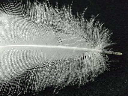Frühling, Weiß, Filigran, Nieder, Gefieder, Frühlingskleid, Vogel, Nahansicht, Weichheit, drinnen, Haar, Feder, keine Leute, Verletzlichkeit, Zerbrechlichkeit, Stillleben, schwarzer Hintergrund, Leicht, Studioaufnahme, extreme Nahaufnahme, Einfachheit, Natur, Fokus auf den Vordergrund, Frisur, 2K, CC0, gemeinfrei, lizenzfrei
