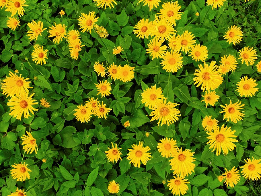 margarite, fiore, fiorire, fioritura, pianta, giardino, primavera, giallo, crescita, freschezza, fragilità, testa di fiore, natura, pianta fiorita, vulnerabilità, infiorescenza, bellezza nella natura, sfondi, petalo, fotogramma intero, nessuno, avvicinamento, vista dall'alto, giorno, colore verde, all'aperto, 4K
