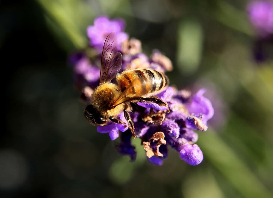 abella, espígol, pol·len, insecte, naturalesa, groc, animal, ala, buzz, daurat, stinger, antena, mel d'abella, dolç, flor, vida salvatge, salvatge, ocupat, picada, polinització, natural, fauna, petit, medi ambient, jardí, a l'aire lliure, ratlles, mel, estiu, porpra, taronja, color, nèctar, biologia, planta, flora, colorit, florir, lila, temes d'animals, planta amb flors, fauna animal, un animal, animals a la natura, bellesa a la natura, invertebrat, primer pla, fragilitat, frescor, vulnerabilitat, pètal, cap de flor, cap gent, Abellot, 1080P