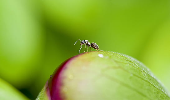ant, plant, black, green, leaf, macro lens photography, insect, wildlife, nature, flower, close up, closeup, bug, uk, macro, animal wildlife, animal themes, invertebrate, animal, green color, close-up, animals in the wild, one animal, plant part, selective focus, freshness, no people, extreme close-up, beauty in nature, 4K, CC0, public domain, royalty free
