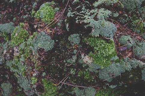 Nahansicht, Moos, Felsen, Natur, Pflanze, Wachstum, Baum, keine Leute, grüne Farbe, Pflanzenteil, Tag, Blatt, Schönheit in der Natur, selektiver Fokus, Wald, Land, Ruhe, Baumstamm, draußen, Kofferraum, Pilz, Flechte, Borke, Blätter, 4K, CC0, gemeinfrei, lizenzfrei