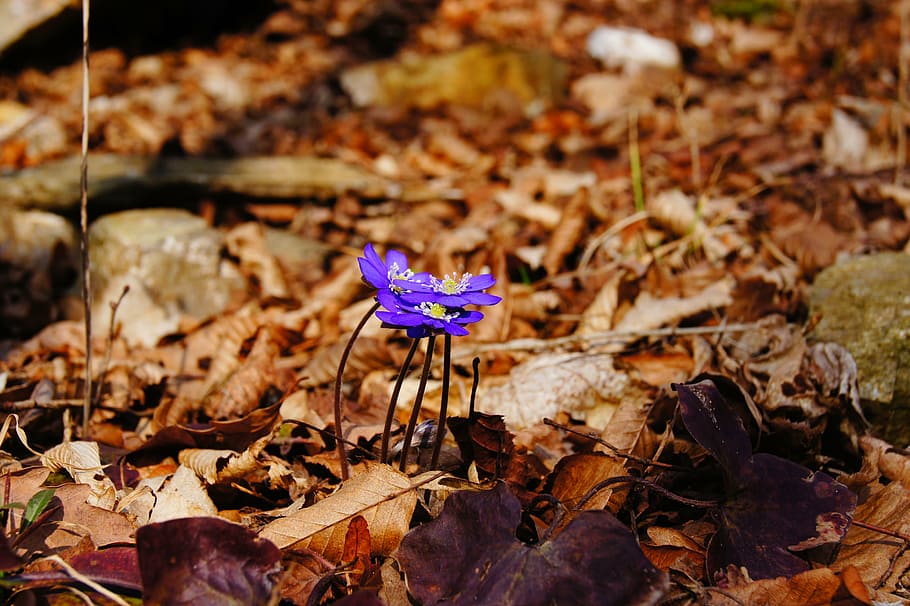 hepatica, primavera, porpra, flor, florir, violeta, planta, full, tardor, part de la planta, naturalesa, fragilitat, bellesa a la natura, terra, vulnerabilitat, camp, sec, dia, primer pla, canvi, cap gent, planta amb flors, centrar-se en primer pla, fulles, caient, a l'aire lliure, fulla d'auró, cap de flor, 4K