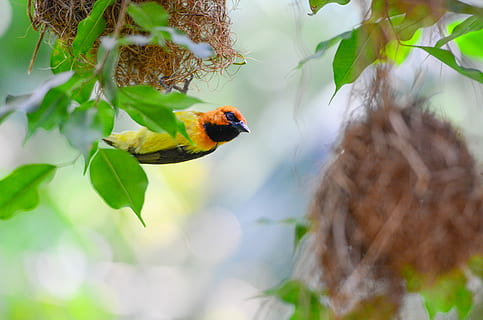 Webervogel, hängend, Nest, Regenwald, Orange, Gelb, Kolibri, Grün, Blatt, Pflanze, Baum, Laub, Wald, Tierthemen, Tier, Tierwelt, ein Tier, Tiere in freier Wildbahn, Vogel, Natur, Pflanzenteil, wirbellos, keine Leute, Wirbeltier, Insekt, Ast, Tag, selektiver Fokus, draußen, Nahansicht, 4K, CC0, gemeinfrei, lizenzfrei