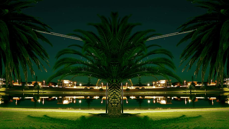 Grün, Palmen, Karosserie, Wasser, Nachtzeit, majestätisch, Palmenpflanze, Vorderseite, Gewässer, Nacht-, Palme, Reflexion, Baum, Reiseorte, Natur, tropisches Klima, grüne Farbe, Urlaube, beleuchtet, Gras, Pflanze, keine Leute, Park, Wachstum, die Architektur, Park - menschgemachter Raum, draußen, Garten, Gebäudehülle, gebaute Struktur, 5K