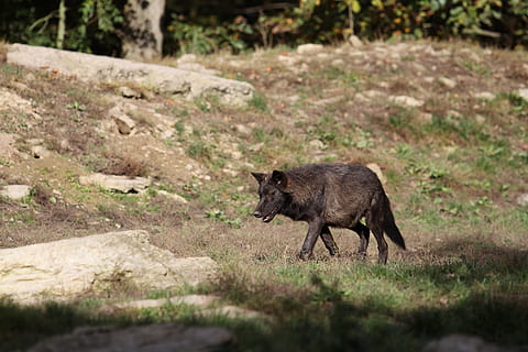 negre, wolfdog, camp de gespa, envoltat, arbres, llop, timberwolf, jove, Canadà, retrat animal, pell, fotografia de fauna salvatge, depredador, bosc, temes d'animals, animal, fauna animal, mamífer, animals a la natura, un animal, cap gent, vertebrats, terra, dia, naturalesa, caminar, herba, a l'aire lliure, planta, camp, longitud completa, enfocament selectiu, animal jove, animals domèstics, agressió, 5K, CC0, domini públic, lliure de regalies