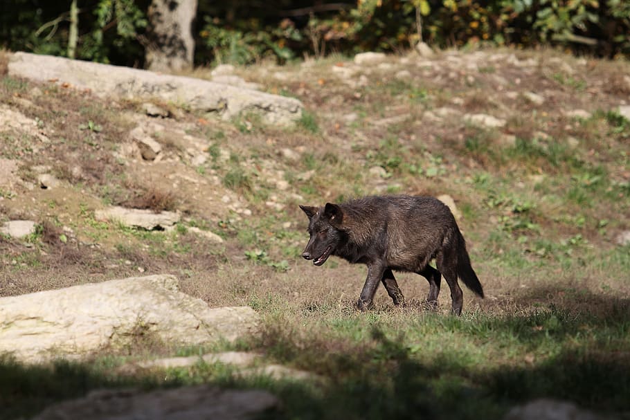 nero, cane lupo, campo d'erba, circondato, alberi, lupo, Timberwolf, giovane, Canada, ritratto animale, pelliccia, fotografia naturalistica, predatore, foresta, temi animali, animale, fauna selvatica, mammifero, animali allo stato selvatico, un animale, nessuno, vertebrato, terra, giorno, natura, a piedi, erba, all'aperto, pianta, campo, lunghezza intera, messa a fuoco selettiva, giovane animale, animali domestici, aggressione, 5K