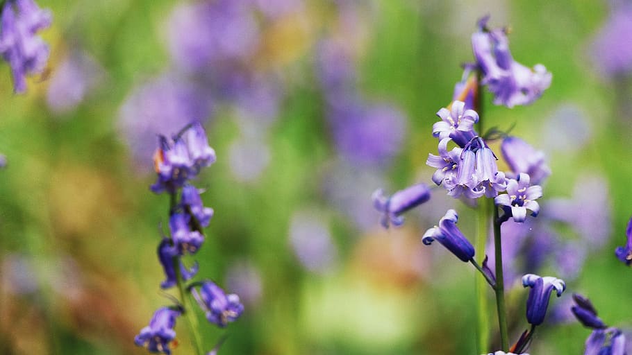 Makrofotografie, lila, Blütenblätter, selektiv, Fokus, Cluster Blumen, Glockenblumenholz, Natur, Blume, Lavendel, Pflanze, Blau, Nahansicht, Makro, grüne Farbe, Frühling, Sommer-, lavendelfarben, Schönheit in der Natur, draußen, keine Leute, Zerbrechlichkeit, blühende Pflanze, Verletzlichkeit, Frische, Wachstum, Blütenblatt, Fokus auf den Vordergrund, Blütenkopf, Tag, Blütenstand, selektiver Fokus, Pflanzenstamm, 2K