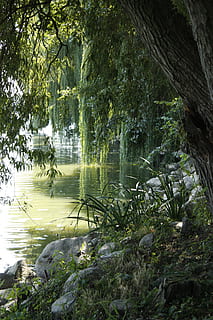 estany, arbre, reflexió, lipa, pedres, les pedres, canya, ombres, aigua, bosc, naturalesa, a l'aire lliure, planta, llac, creixement, dia, color verd, bellesa a la natura, tranquil·litat, escenics - natura, escena tranquil·la, cap gent, branca, terra, 4K, CC0, domini públic, lliure de regalies