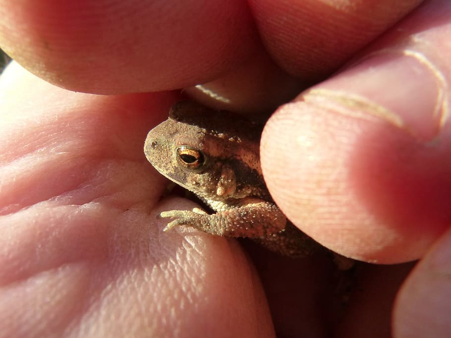 gripau, sapito, petit, mà, protecció, batraci, bufo bufo, mà humana, un animal, part del cos humà, una persona, primer pla, dit, fauna animal, dit humà, animals a la natura, celebració, part del cos, vertebrats, dia, rèptil, naturalesa, llangardaix, ull d’animals, cura, 2K