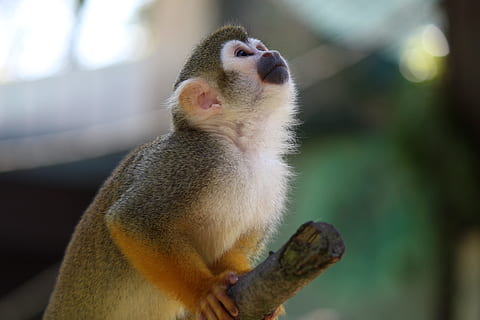 egern abe, Capuchin, abe, capuchin-lignende, saimiri, äffchen, tierpark bochum, et dyr, dyre temaer, fokus på forgrunden, dag, tæt på, ingen mennesker, pattedyr, primat, dyreliv, dyr i naturen, hvirveldyr, leder, kigger væk, natur, Zoo, sidder, bedrift, munden åben, bavian, 5K, CC0, offentligt domæne, royaltyfrie