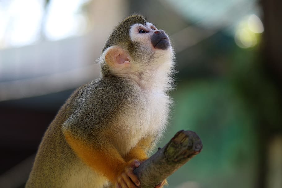 mico d'esquirol, capuchí, mico, com a capuchí, saimiri, äffchen, tierpark bochum, un animal, temes d'animals, centrar-se en primer pla, dia, primer pla, cap gent, mamífer, primat, fauna animal, animals a la natura, vertebrats, mirant, mirant cap a fora, naturalesa, zoo, assegut, celebració, boca oberta, babuí, 5K