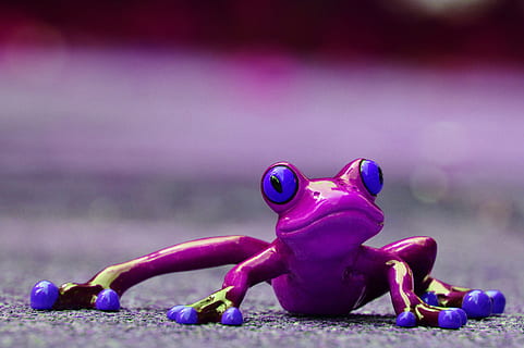 frø, sjov, figur, nuttet, dyr, sjovt, lilla, sød, frosk øjne, lurer, legetøj, lyserød farve, repræsentation, ingen mennesker, magenta, fokus på forgrunden, udendørs, natur, tæt på, dag, multi farvet, dyreliv, selektiv fokusering, 4K, CC0, offentligt domæne, royaltyfrie
