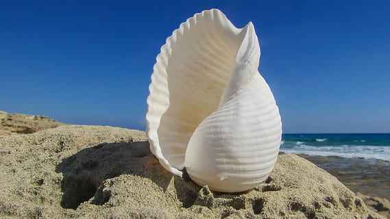 white, conch, sand, sea, background, shell, beach, summer, nature, seashell, blue, sky, horizon over water, land, no people, animal wildlife, water, beauty in nature, clear sky, animal, rock, animals in the wild, animal themes, white color, solid, sunlight, tranquility, marine, 4K, CC0, public domain, royalty free