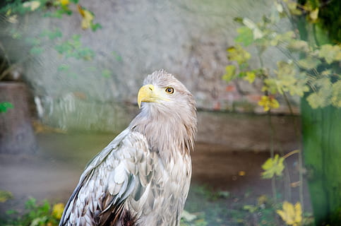 oiseau, animal, Aigle, biche, thèmes animaux, un animal, vertébré, animaux à l'état sauvage, la faune des animaux, oiseau de proie, se concentrer sur le premier plan, journée, partie du corps de l'animal, personne, la nature, fermer, en plein air, portrait, regardant, jaune, tête d'animal, vue de profil, 4K, CC0, domaine public, libre de droits