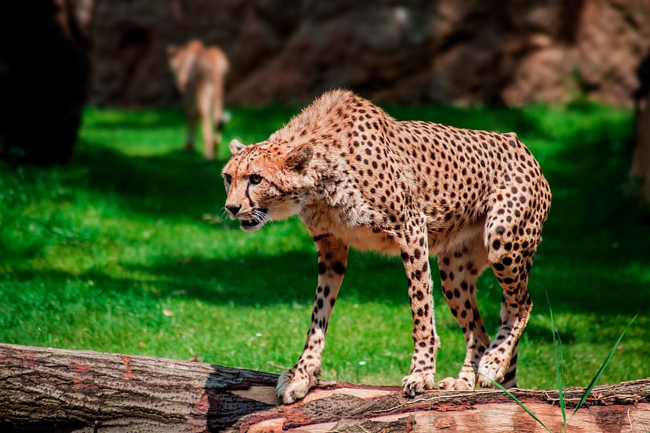 marró, negre, guepard, de peu, tronc de l'arbre, zoo, lleopard, depredador, tacat, perillós, animal, tigres, salvatge, parc, safari, bosc, sabana, món animal, tancar, naturalesa, animals salvatges, retrat, estiu, criatura, conservació de la natura, en perill d’extinció, verd, fotografia de fauna salvatge, fauna animal, temes d'animals, mamífer, animals a la natura, un animal, gat gran, vertebrats, felí, centrar-se en primer pla, gat, planta, cap gent, carnivora, dia, camp, herba, a l'aire lliure, gat no domesticat, bigotis, 2K