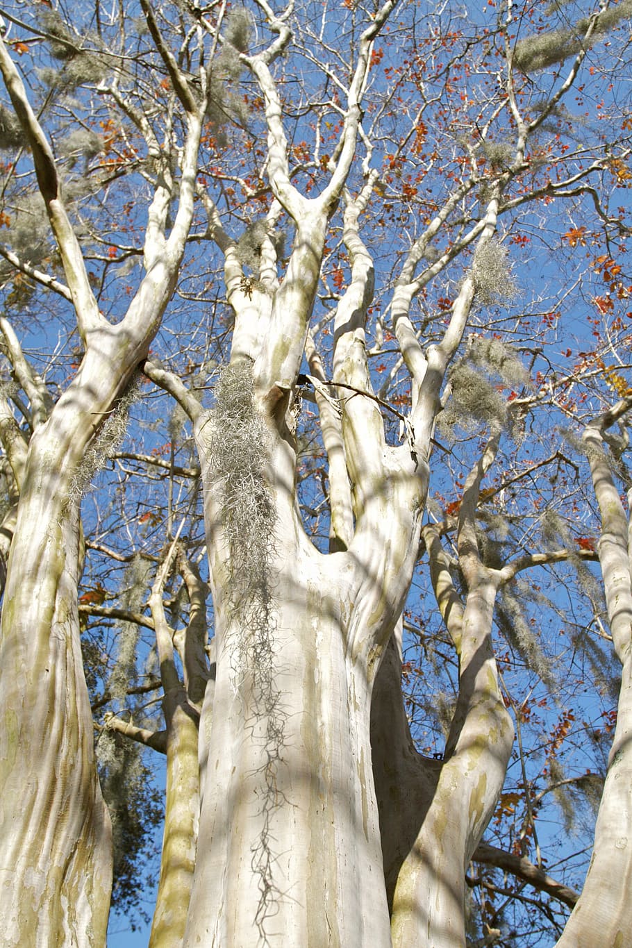 blanc, Burch, arbre, branques, hivern, a l'aire lliure, fusta, vista d’angle baix, planta, branca, naturalesa, dia, cel, tronc, cap gent, tronc de l'arbre, arbre nu, tranquil·litat, bellesa a la natura, creixement, llum solar, marc complet, blau, Color blanc, cargol, 4K